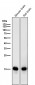 Anti-MAP1LC3A/Lc3A Rabbit Monoclonal Antibody